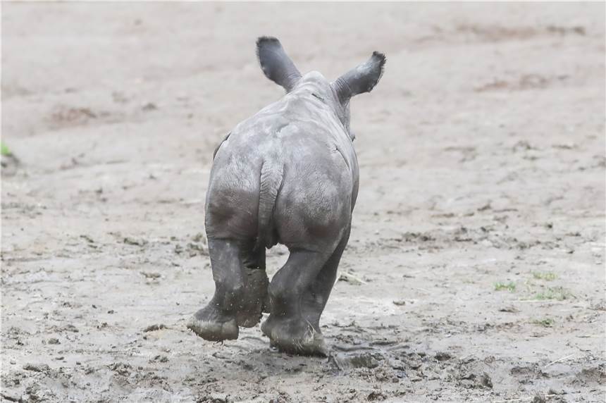 Video: Nashorn-Junge Willi trifft erstmals auf seinen Riesen-Papa Nashorn-Junge Willi hat ein aufregendes Wochenende hinter sich.
