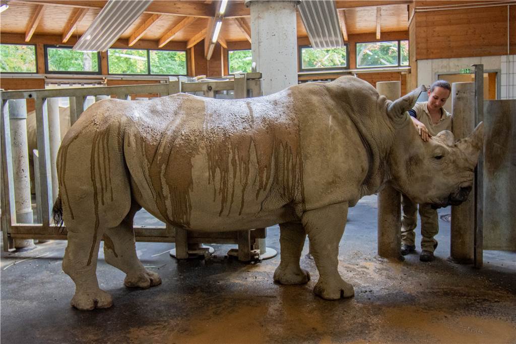 Hitzewelle: Sogar Tierarten aus Afrika ist es im Dortmunder Zoo zu heiß Nashorn-Oma Natala ist das Bad in der Schlammsuhle, das Nashörner gern und ausgiebig nehmen, inzwischen zu beschwerlich. Deshalb erhält sie von Tierpflegerin Melissa Engelke eine Extra-Dusche.