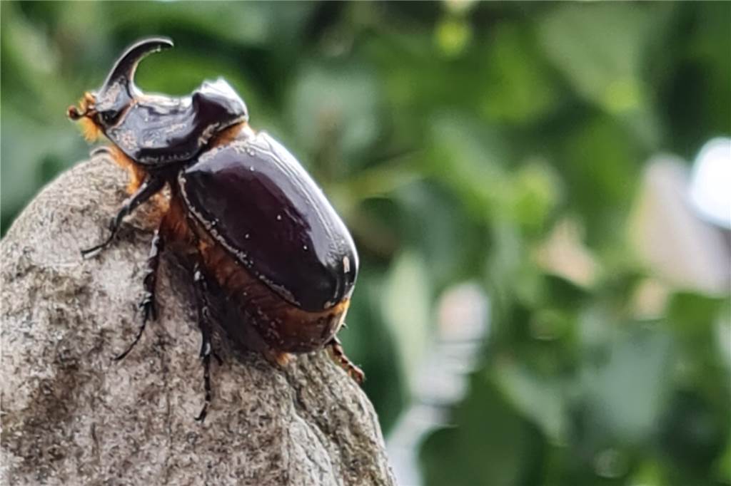 Nashornkäfer sind geschützte Arten.