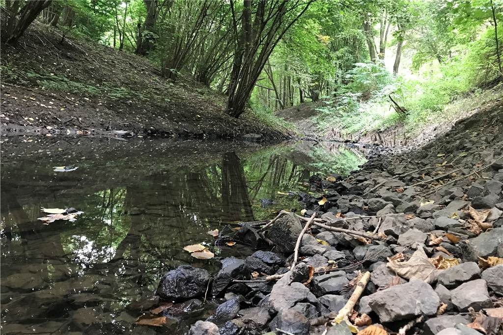 „Phoenix-See leidet unter der Trockenheit“ – aber zum Segeln reicht‘s Natürlicher Bachlauf, oft unter dem Blätterdach, so wie auch hier am Westfalenpark – das kommt der Emscher in einer Trockenzeit wie jetzt zugute.