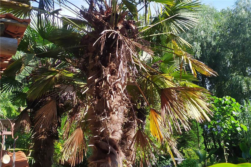 Raesfelder und Schermbecker Gärten öffnen ihre Pforten Natur- und Gartenfreunde bekommen zu den 15. Raesfelder Gartentagen Einblicke in private Gärten, wie hier bei der Familie Seggewiß.