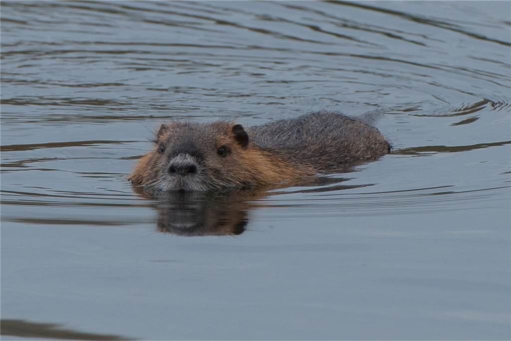 Natur vor der Haustür - Nutria zu Gast an der Terrasse der Kajüte Naturfotograf Rolf Behlert hat ein Exemplar der Nutrias im Wasser abgelichtet.