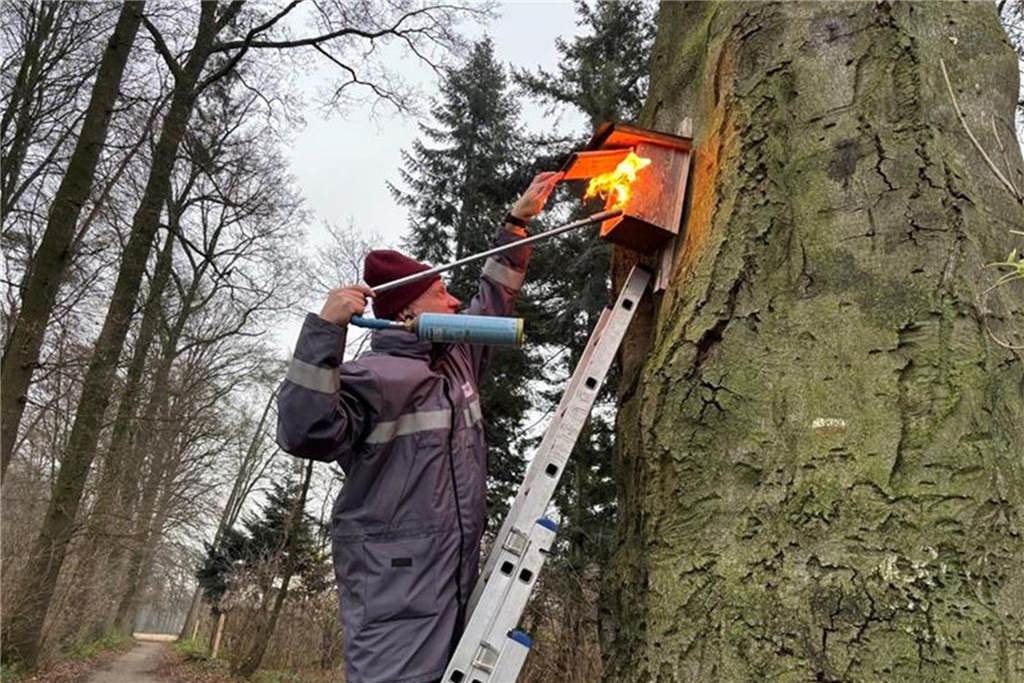 Lernen am lebenden Objekt: Förderverein legt neuen Waldlehrpfad an Neben dem Aufstellen der Aufsteller säuberten die Mitglieder des Vereins auch die Vogelhäuschen.