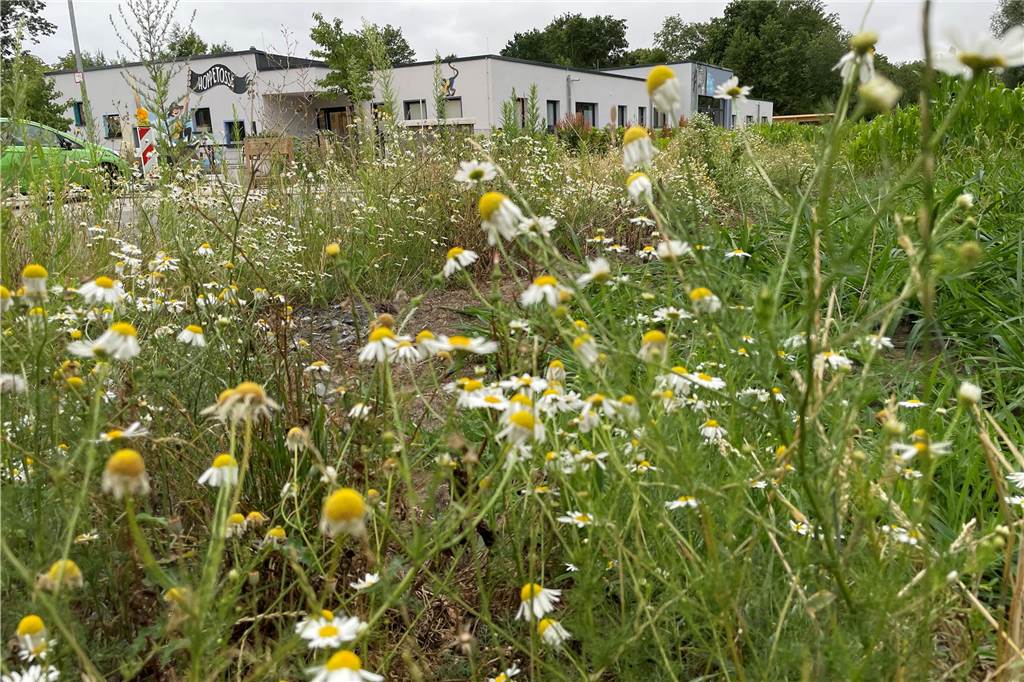 Mit Überbelegung und weiteren Wegen: Kita-Plätze in Nordkirchen reichen knapp aus Auf einer Fläche an der Oberstraße soll eine weitere Kita in Südkirchen entstehen.