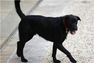 Nemo, der Hund des französischen Präsidenten Macron, in Paris. Foto: Francois Mori