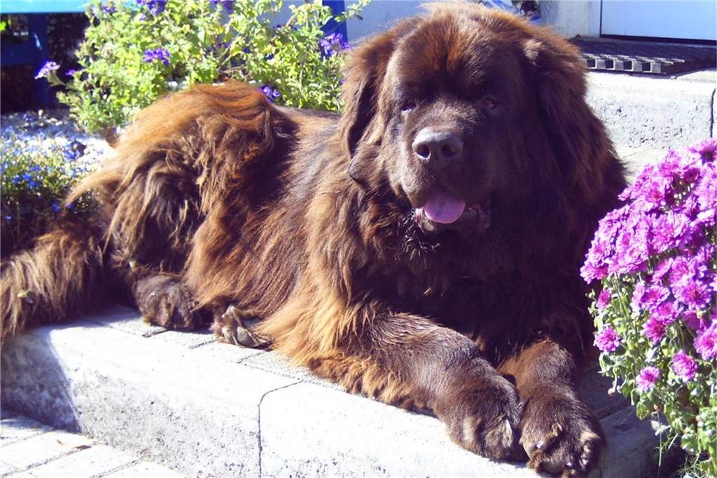 Ausgebranntes Auto: Hund rannte vor den Flammen davon Neufundländer (Symbolfoto) werden etwa 65 Zentimeter groß und rund 70 Kilo schwer. Rüden können auch ein Gewicht von 80 Kilogramm erreichen.