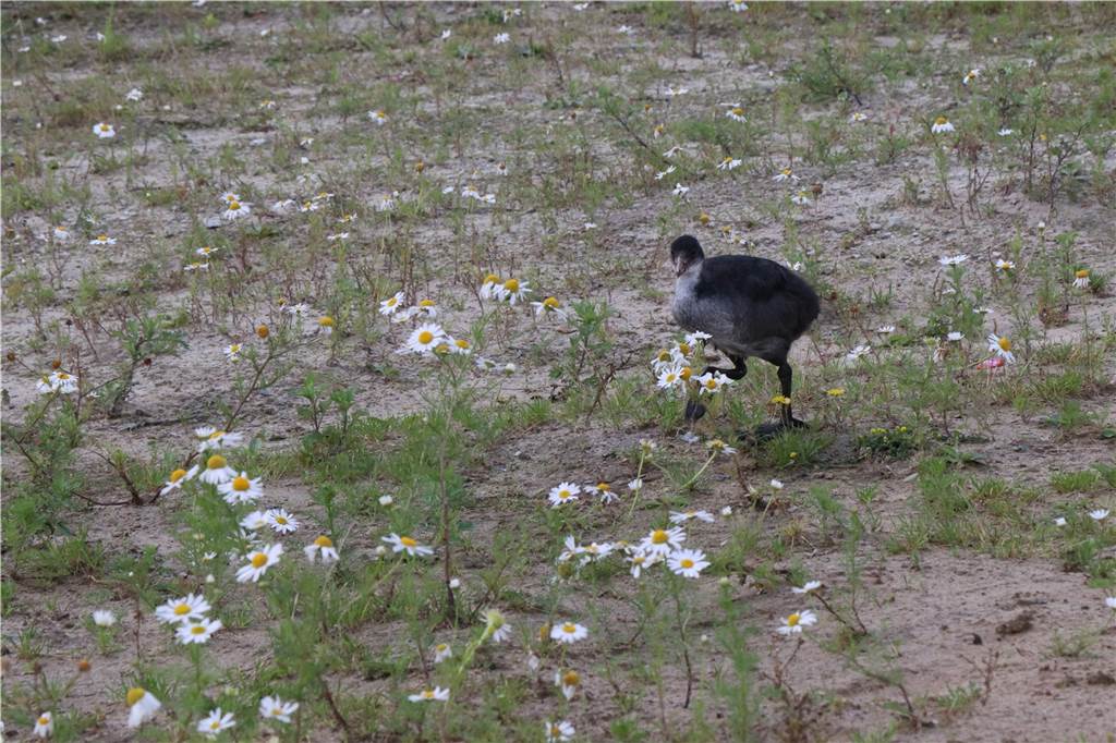 Der Strönfeldsee: Menschengemachtes Naturparadies mit Tücken Neugierig kommt ein junges Bläßhuhn am Ufer des Strönfeldsees näher.