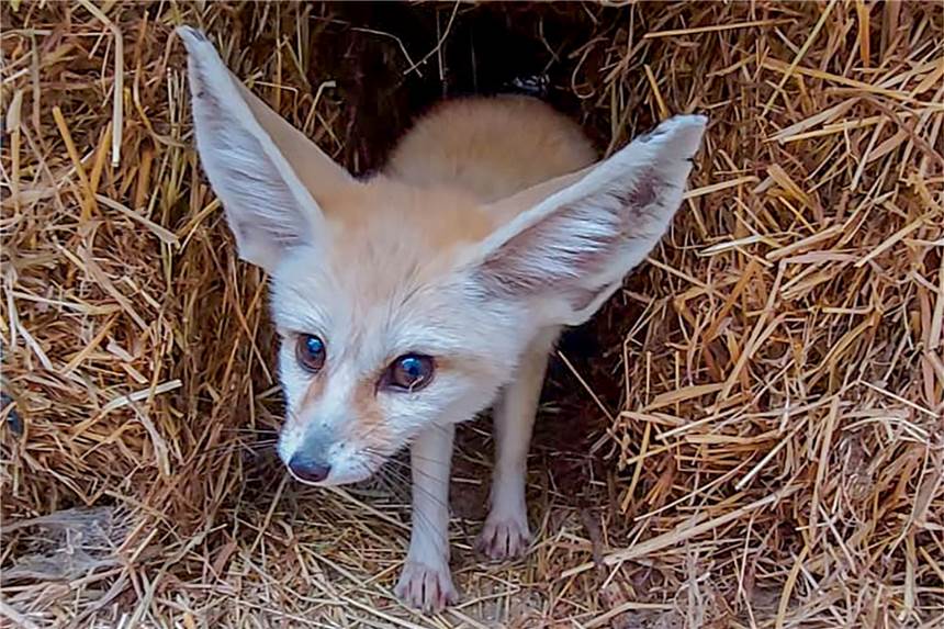 Kleiner Fuchs mit großen Ohren: Süßer Neuzugang im Dortmunder Zoo Neugierig schaut Wüstenfüchsin Hedef aus ihrem Versteck, wenn ein Tierpfleger ihr vorübergehendes Gehege betritt.