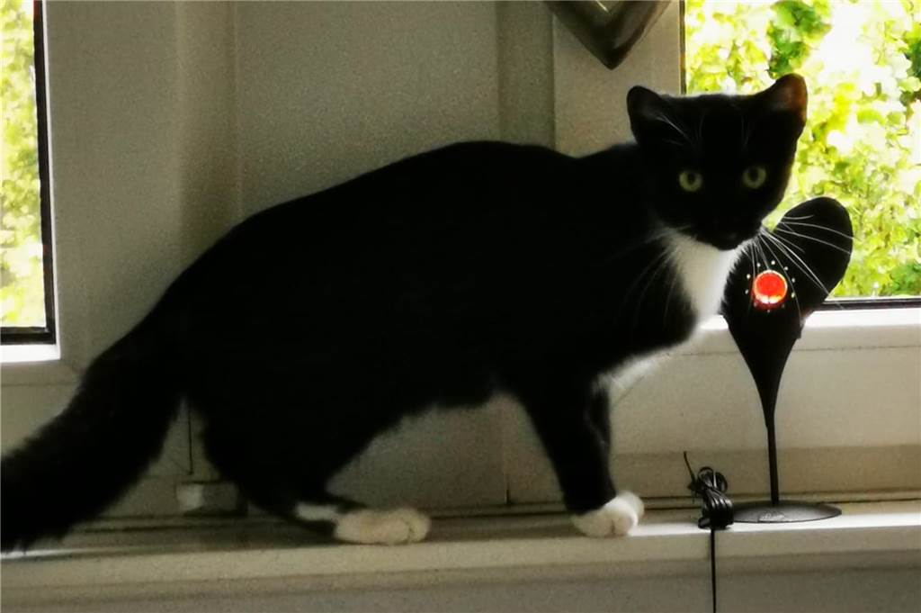 19 Katzen ohne Besitzer in Lünen gefangen: „Dieses Jahr ist es wirklich extrem“ Neun Kitten suchen noch nach einem neuen Zuhause.