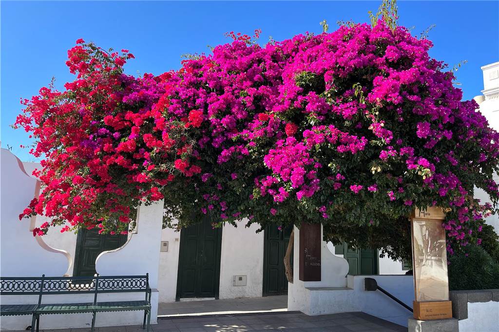 Nicht alles auf Lanzarote ist schwarz und grau, überall in den Orten blühen rote, pinke und weiße Sträucher.