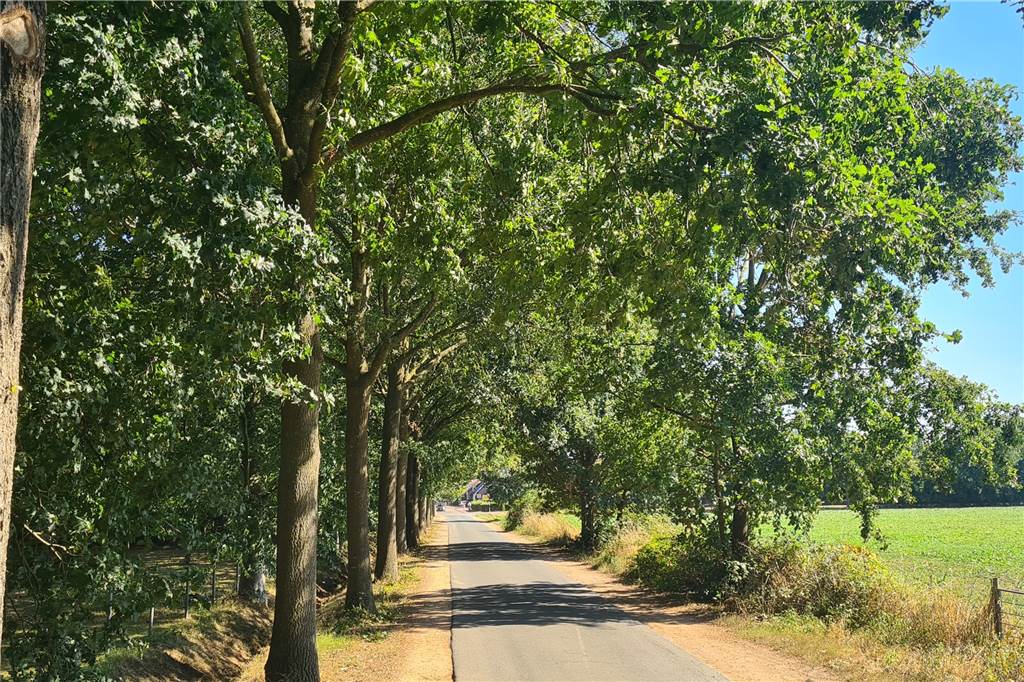 Bäume leiden unter Trockenphase: Jetzt drohen in Heek viele Fällungen Nicht immer ist auf den ersten Blick ersichtlich, ob ein Baum unter der Trockenheit leidet.