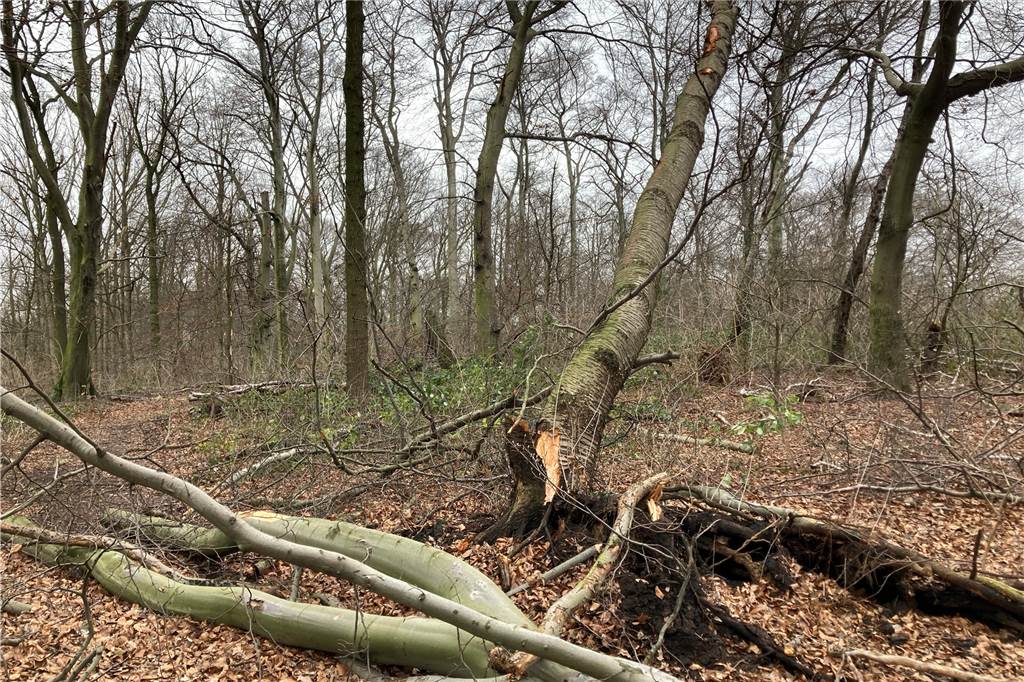 Nicht nur Buchen stehen am Buchenberg. Auch eine Wildkirsche brach während des Sturms.