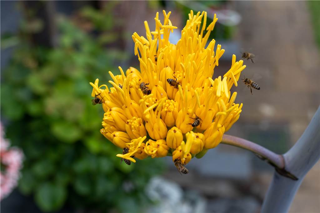 Sensation: Tropenpflanze blüht plötzlich in Ahauser Garten – trauriges Ende naht Nicht nur den Menschen gefällt's: Die Blüten der Agave locken im Moment ungezählte Insekten an.