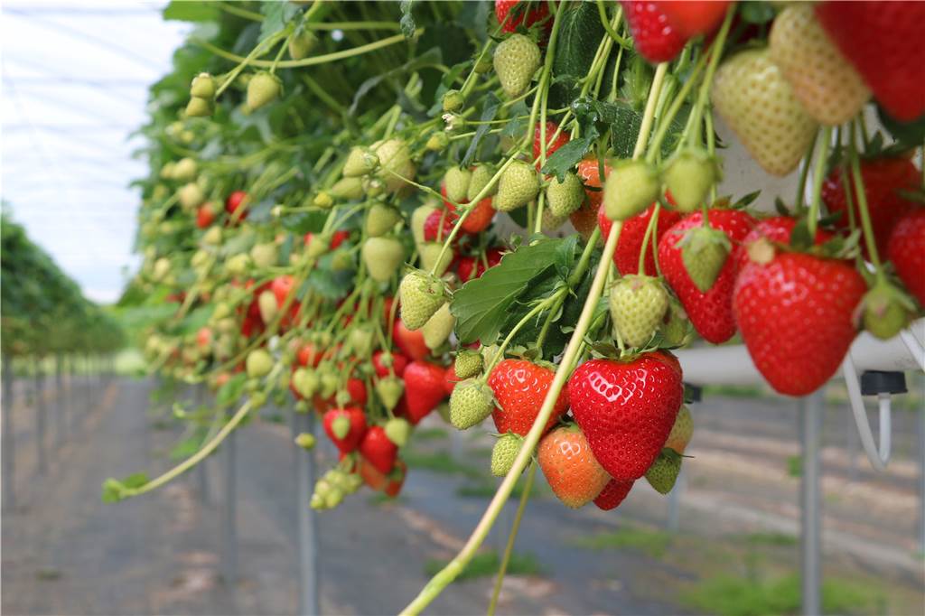 Hof Umberg: Hier wachsen die Erdbeeren jetzt fast direkt in den Mund Nahaufnahme von Erdbeeren
