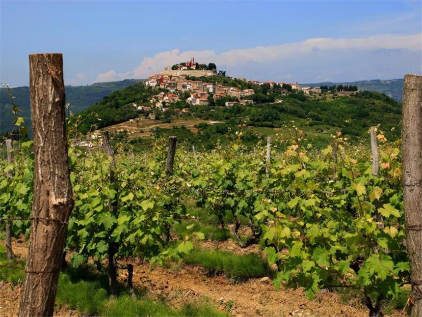 Mit Jules Vernes «Mathias Sandorf» durch Triest und Istrien Nicht nur guten Wein gibt es in der Gegend um Motovun - sondern auch vortreffliche Trüffel. Foto: TVB Istrien/ Sa?a Halambek