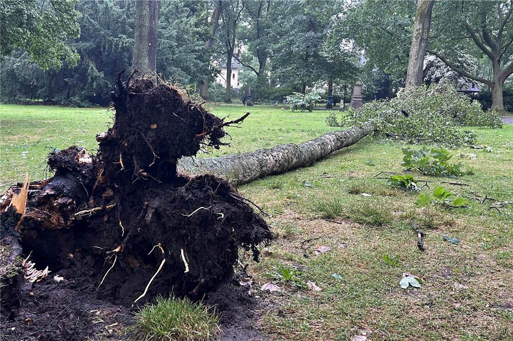 Wasser in Klinik, Bäume auf Gleisen: Gewitter richtet in Dortmund große Schäden an Nicht nur im Westpark hat es Bäume getroffen.
