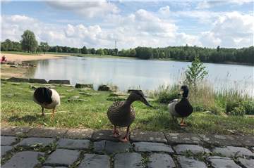 Nicht nur Kanadagänse fühlen sich wohl am Horstmarer See, sondern auch diese Enten. 