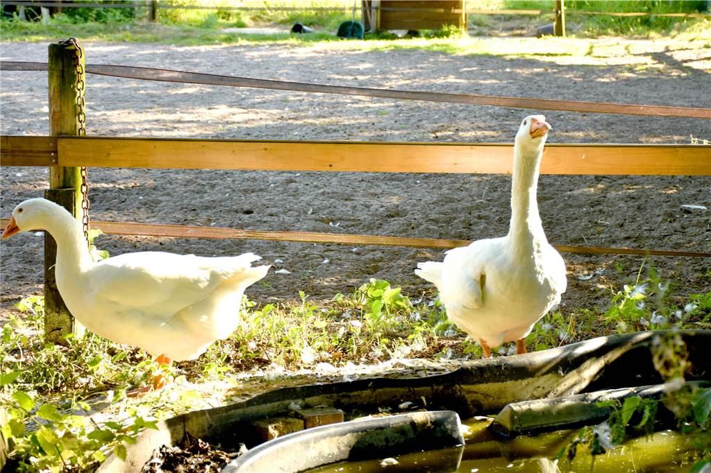 Zwei Gänse auf dem Gnadenhof