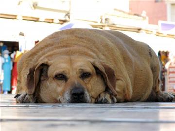 Nicht nur unschön, sondern auch ungesund: Hundehalter sollten dafür sorgen, dass ihre Vierbeiner nicht so dick werden wie dieser. (Bild: von Jutrczenka/dpa/tmn)