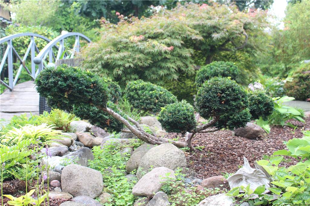 Birgit Pflügers 1000-Quadratmeter-Garten wird immer japanischer Nicht nur viele Pflanzen sind japanisch, sondern auch ihr Schnitt.