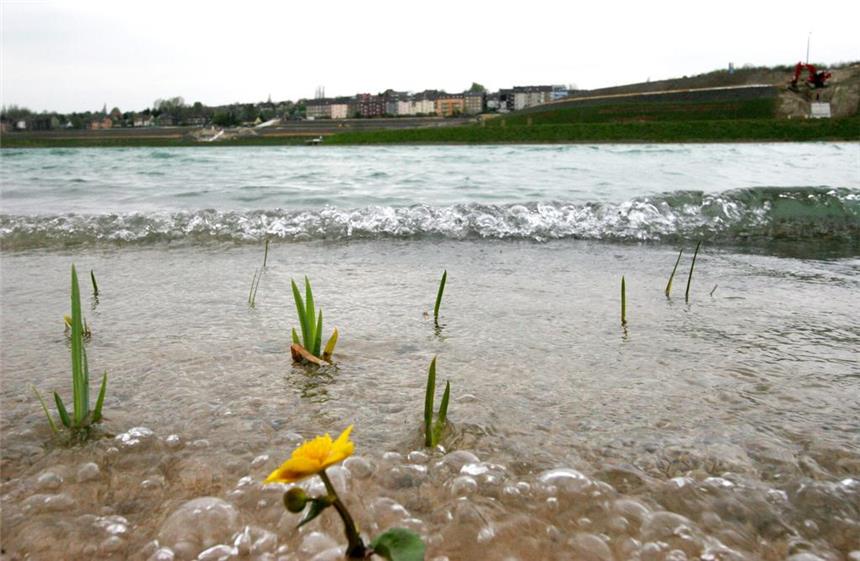 Phoenix-Rebe soll bald am Ufer wachsen Nicht nur Wellen sondern auch Weinanbau könnte es demnächst am Phoenix-See geben.