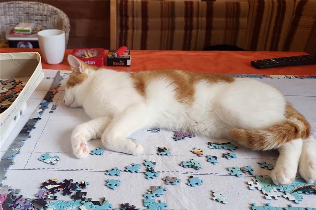 Nicole Thalers Stubentiger möchte anscheinend nicht, dass sein Frauchen puzzelt.