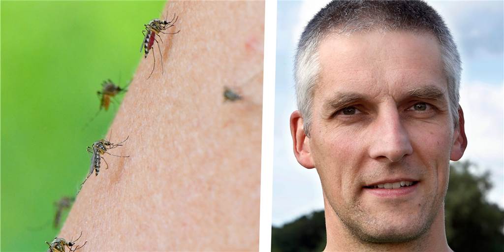 Mücken und Wespen in Haltern: Steht eine Insektenplage bevor? Niels Ribbrock von der Biologischen Station Kreis Recklinghausen erklärt, ob es in diesem Jahr eine Mückenplage gibt.