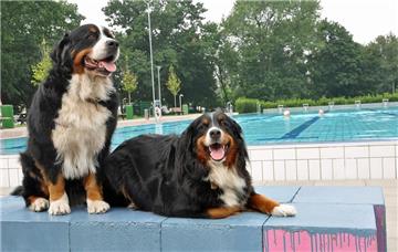 Noch dürfen die Berner Sennenhunde Chess und Biorka nicht ins Wasser. Am 5. und 6. September wird das beim 2. Hundeschwimmen anders sein.