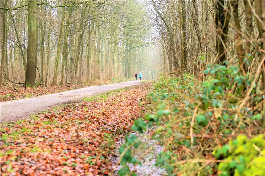 Messer-Angriff im Wald: Spaziergänger hat auffällige Person gesehen Noch fehlt jede Spur vom Messerangreifer im Rahmer Wald (Archivbild). Eine neue Personenbeschreibung könnte bei der Suche helfen.