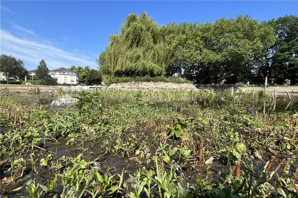 Gondelteich im Stadtgarten wird teilweise wieder mit Wasser gefüllt Noch ist der Gondelteich nicht wieder ganz voll, aber wenn er wieder komplett vollläuft werden auch die letzten Pflanzen verschwinden, die sich in der Trockenzeit angesiedelt haben.