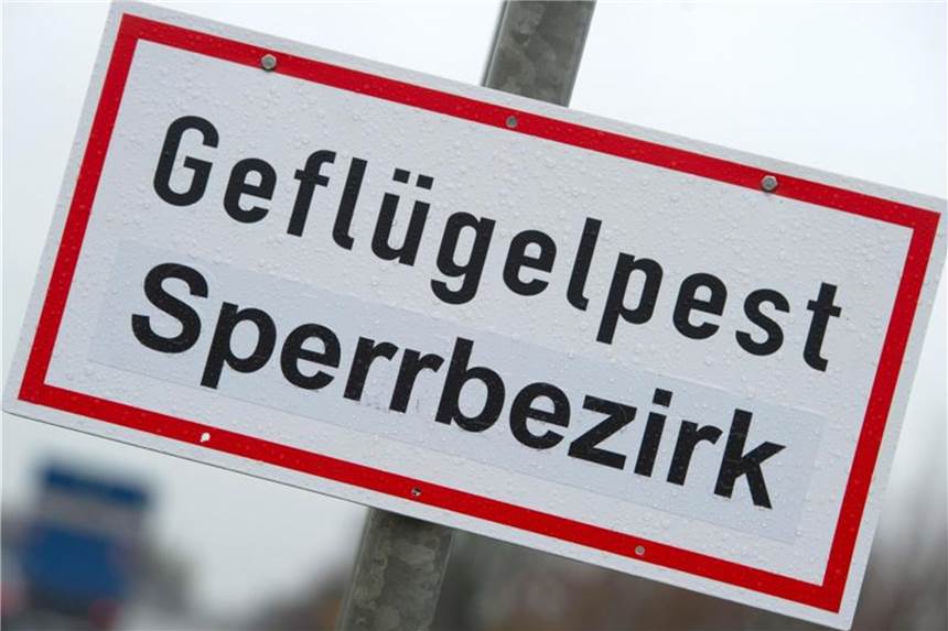 Experten: Vogelgrippe war nie weg aus Europa Noch ist unklar, wie der Vogelgrippe-Erreger der für Geflügel tödlichen Krankheit in den Bestand in Wismar gelangt ist. Foto: Stefan Sauer