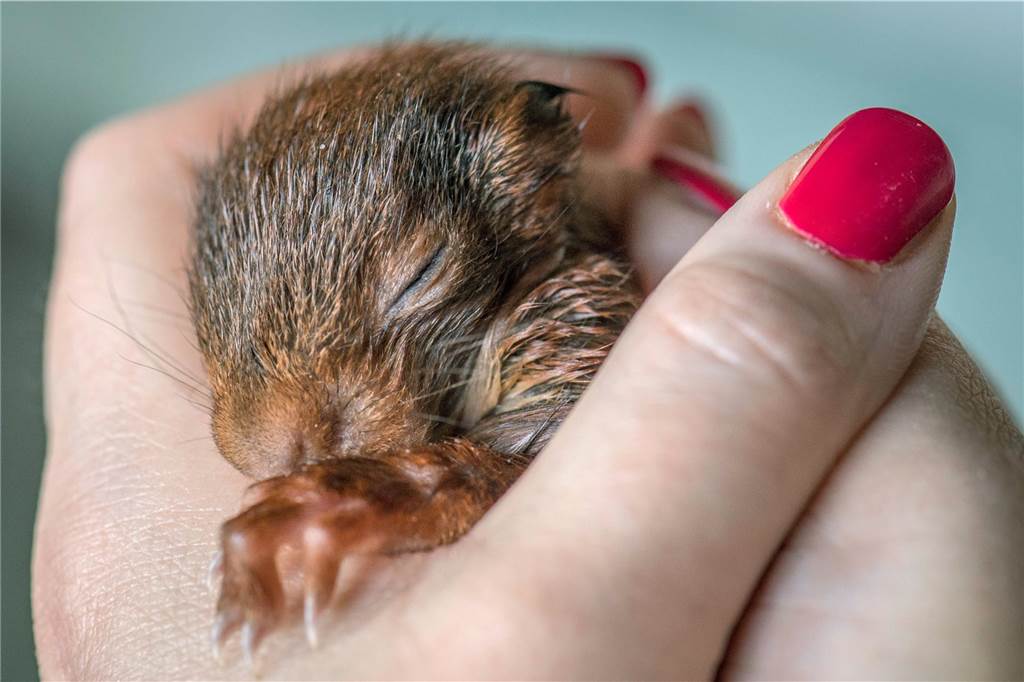 Tiere in Not – Ansprechpartner, Erste Hilfe und Tipps Noch keine drei Wochen alt ist dieses Eichhörnchen. Für die jungen Tiere ist es sehr wichtig nicht zu unterkühlen.
