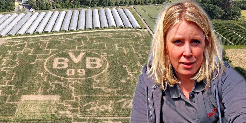 Noch sind die Maispflanzen gerade einmal 30cm hoch. In den nächsten Wochen wird sich das Feld dann in ein Labyrinth verwandelt haben.