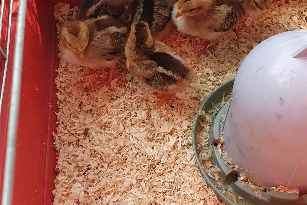 Tierisches Projekt: Kita-Kinder in Herbern kümmern sich um Hühner Noch sitzen die kleinen Flauschküken unter der wärmenden Lampe, bevor sie in ihr Außengehege ziehen.