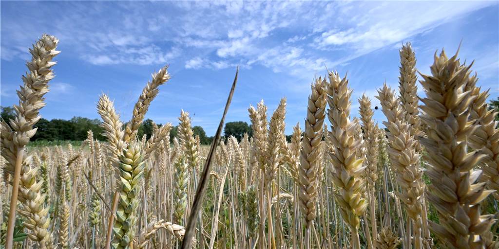 Ernte: Selmer Landwirte blicken mit Sorge auf die kommenden Wochen Noch steht der Weizen auf Selmer Feldern gut im Korn. Wenn jetzt aber Temperaturen über 30 Grad kommen sollten, können die Körner nicht fertig ausreifen und brennen ein.