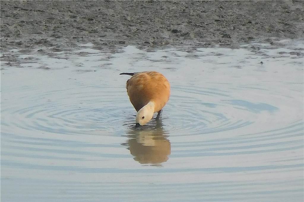 Vögel erobern Naturraum am Emscher-Rückhaltebecken in Ellinghausen Rostgans im Uferwasser in Ellinghausen.