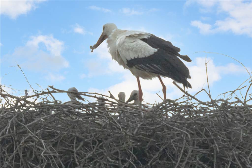 Störche in Olfen: Nachwuchs für den Klapperstorch ist da Norbert Lange konnte vier Storchenbaby im Nest in der Alten Aue fotografieren.