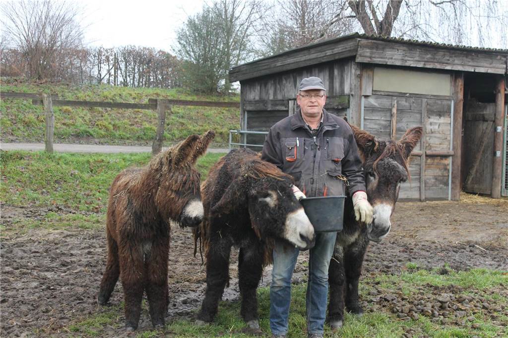 Nachwuchsversuch bei den Poitou-Eseln: Tierärztin hat keine gute Nachricht Norbert Niewind kümmert sich täglich um die Tiere in der Steveraue - jetzt im Winter wird bei den Poitou-Eseln zugefüttert. Ansonsten kommen sie ziemlich gut allein klar.
