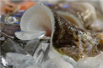 Norwegischer Skrei (Gadus morhua) ist eine besondere Kabeljausorte. Er ist sehr mager und hat besonders festes Fleisch. Foto: Andrea Warnecke