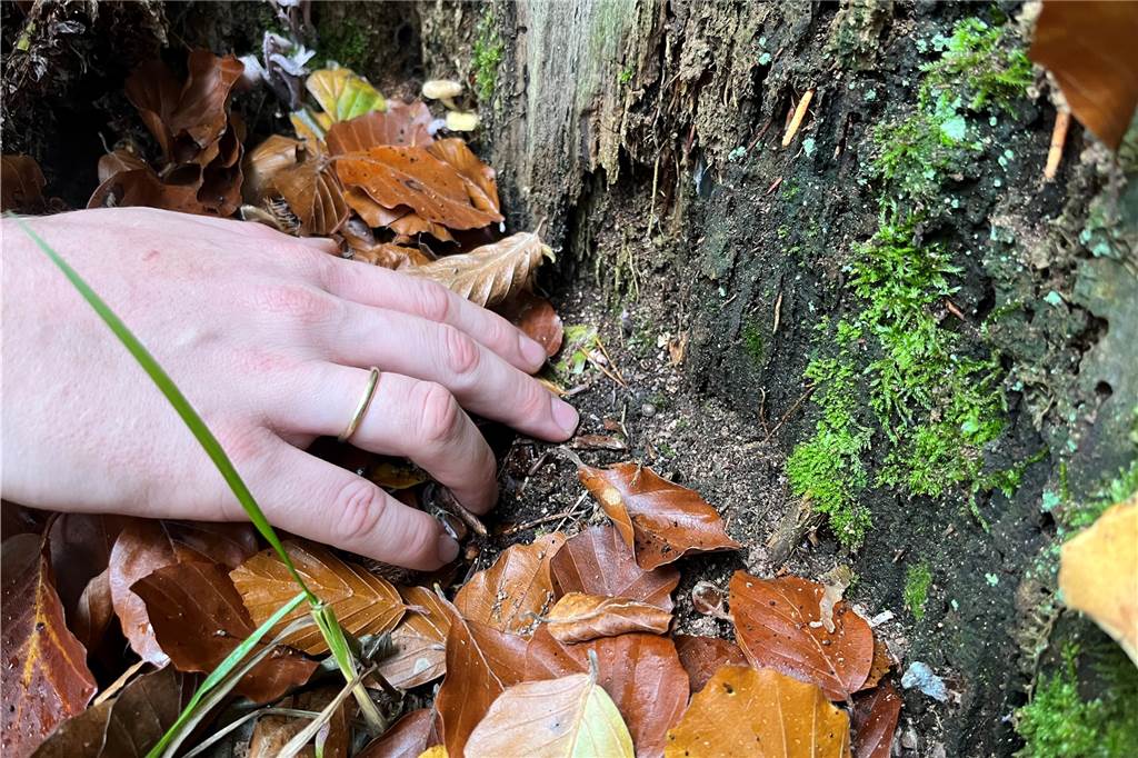Alte Buche in der Haard gibt nicht auf: Ein Schatz für den Wald Lebensraum für Käfer am Buchenstamm