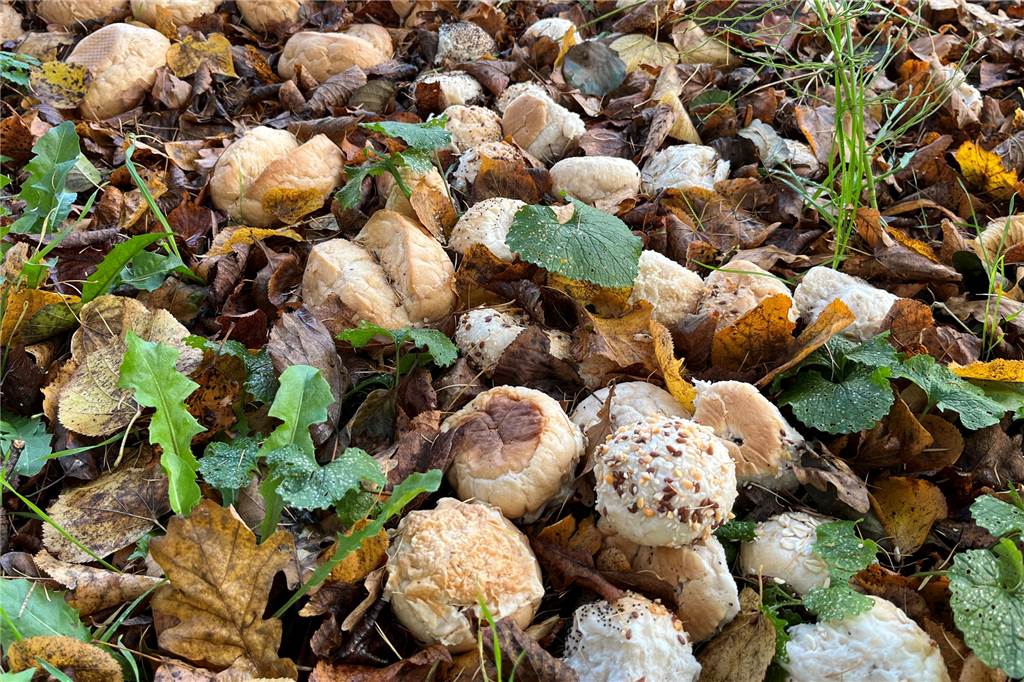 Mysteriöser Fund: Hunderte frische Brötchen illegal entsorgt Nur an einer Stelle wurde außer Weizenbrötchen auch Käse- und Körnerbrötchen gefunden.