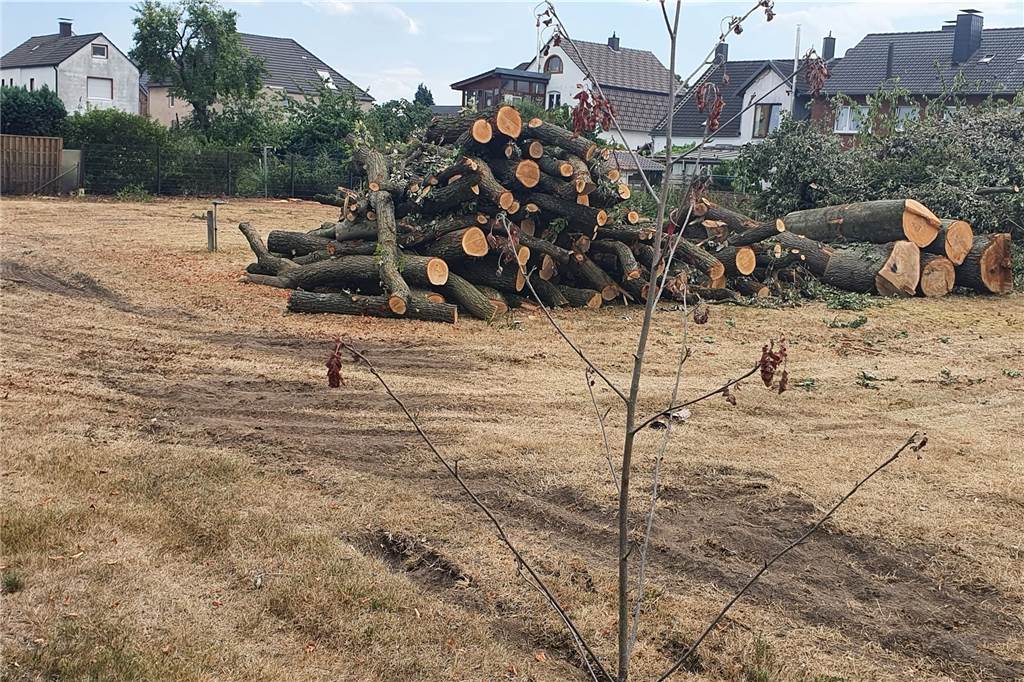 Anwohner in Dorstener Wohnsiedlung sauer: Riesige alte Eichen abgeholzt Abgeholzte Bäume