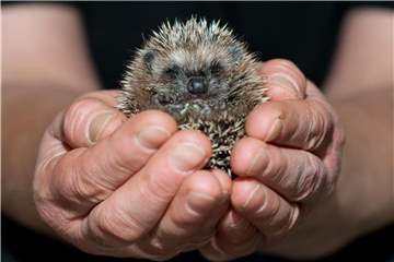 Nur kranke und apathische Igel sind auf menschliche Hilfe angewiesen. Foto: Klaus-Dietmar Gabbert
