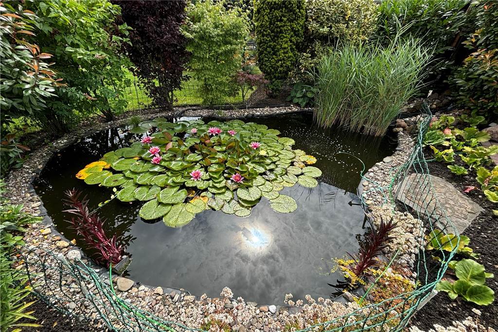 Nur noch zwei kleine Fische sind in dem Teich der Quantes übrig geblieben.