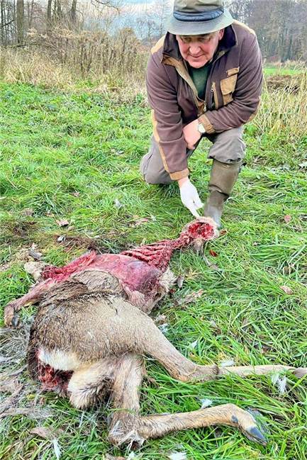 ein Jäger kniet hinter einem gerissenen Reh