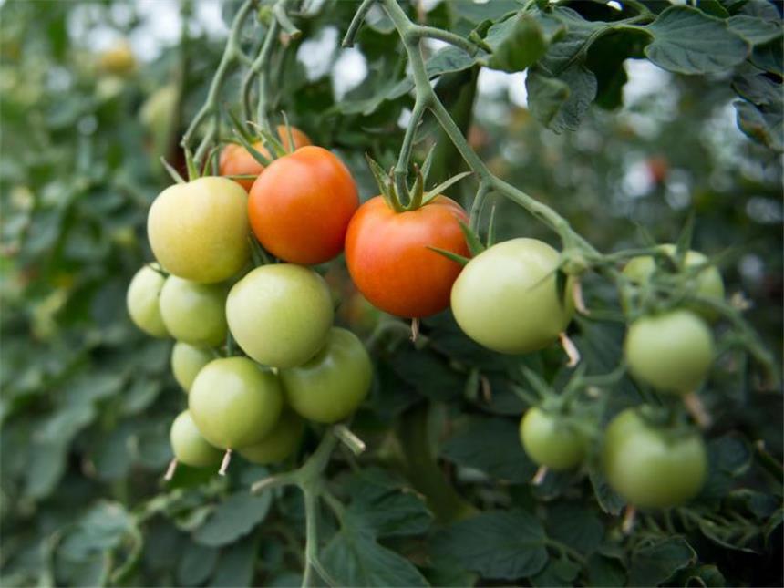 Schon reif? - Bei Tomaten den Drucktest machen Ob die Tomaten bereit zum Verzehr sind, können Gärtner mit dem Drucktest prüfen. Foto: Daniel Naupold/dpa