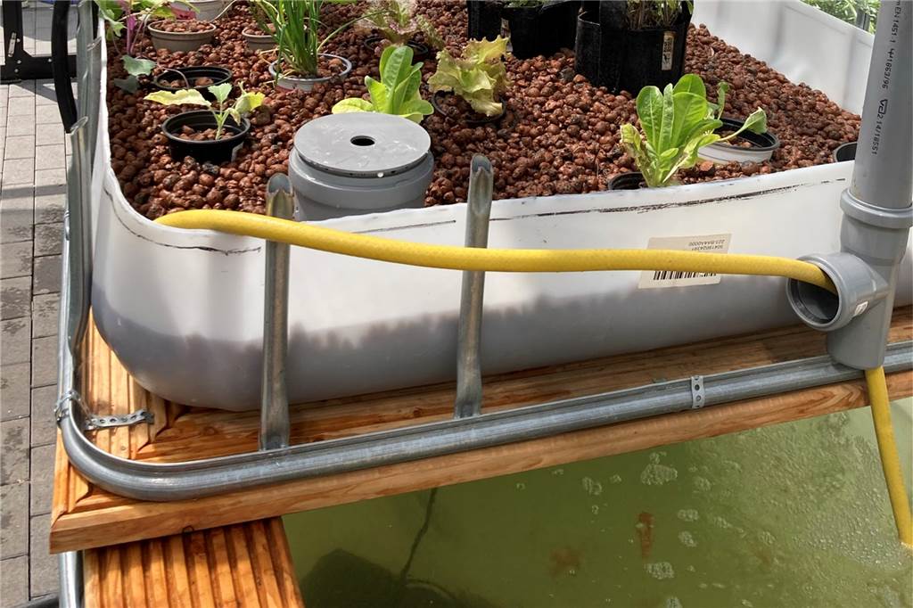 Wo Fische Pflanzen düngen: Dortmunder Schüler bauen nachhaltiges System Oben die Pflanzen, unten im Wasser die Fische: Das Aquaponik-System der Geschwister-Scholl-Gesamtschule.