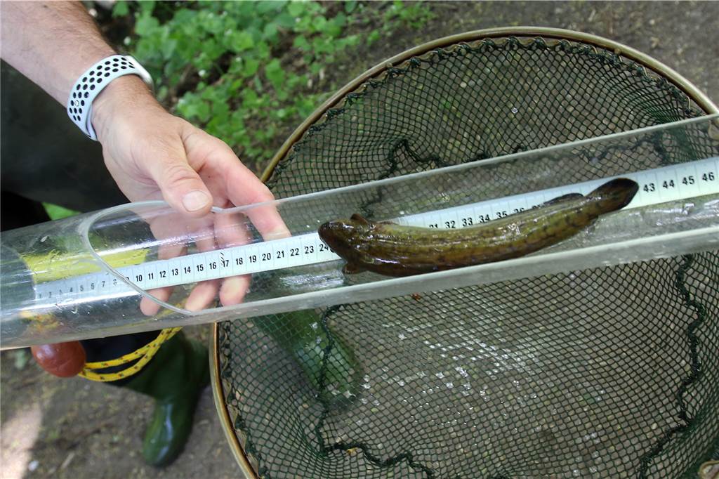 Nach Gülle-Unfall hat sich der Fischbestand in der Horne wieder erholt Offensichtlich finden die Quappen in der Horne gute Lebensbedingungen. Sie waren bis zu 20 Zentimeter lang. Beim Einsetzen in die Horne im Juni 2019 waren sie drei bis fünf Zentimeter groß.