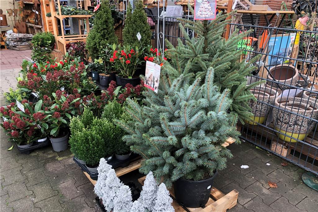 Weihnachtsbäume in Selm, Olfen, Nordkirchen: Hier gibt es sie zu kaufen Zwei kleinere Tannenbäumchen beim Raiffeisenmarkt in Südkirchen stehen schon zum Verkauf bereit