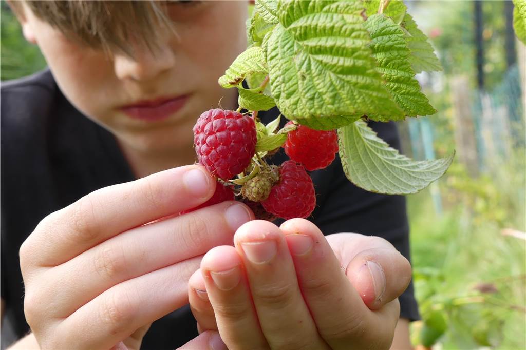 Angst vor dem Labello: Helikoptereltern sind mitten unter uns Oh-oh... Himbeeren aus dem eigenen Garten. Die sind eine ganz gefährliche Sache.
